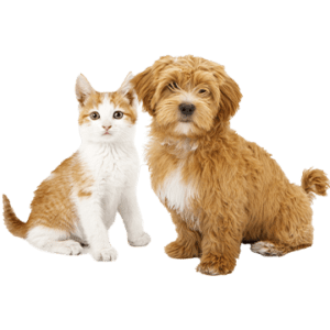 Pet Shop - Kktc Online Market Alışveriş Bisipariş