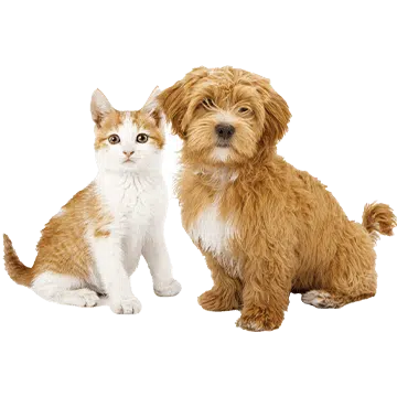 Pet Shop - Kktc Online Market Alışveriş Bisipariş