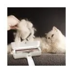 Tüy toplama gırgır